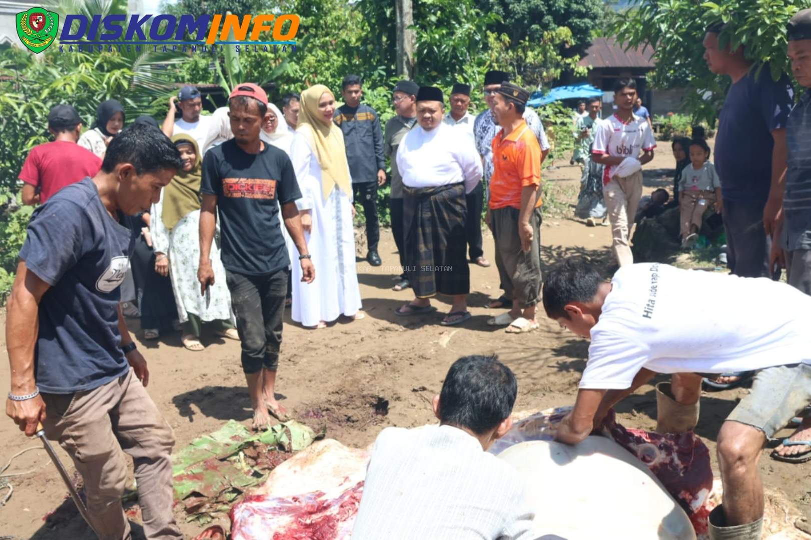Bupati Dolly Pasaribu Bersama Ketua TP PKK Tapsel Tinjau Tiga Lokasi Pemotongan Hewan Kurban
