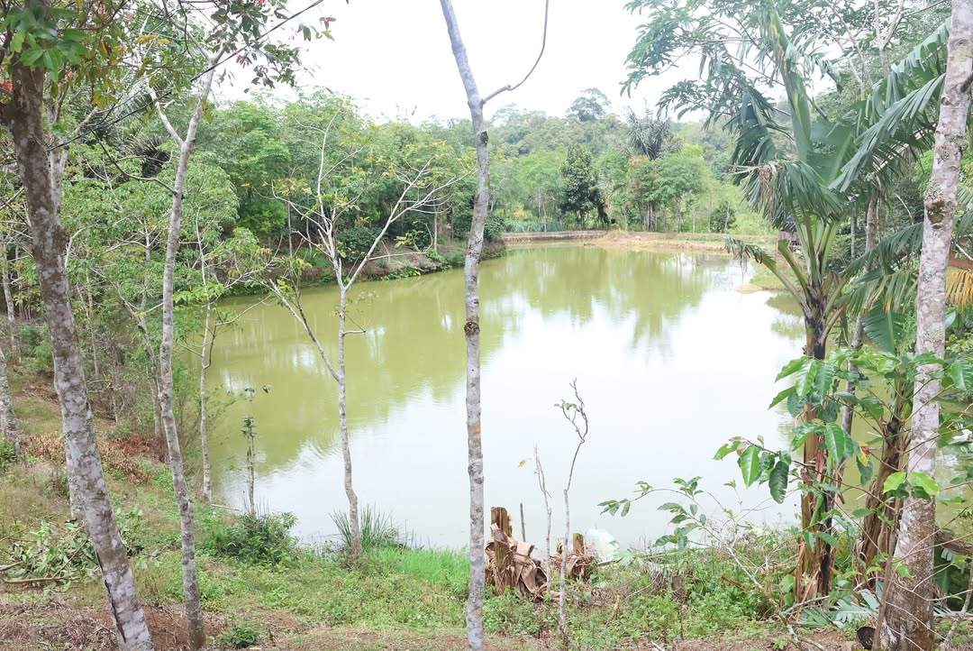 Program 1000 Kolam Terus Digalakkan, Bupati Tapsel Serahkan Bantuan Indukan Ikan, Pakan dan Lainnya