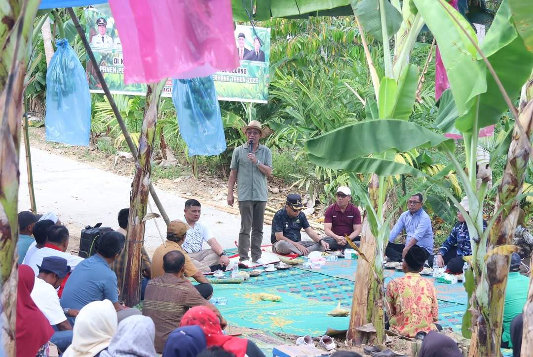 Dukung MBG dan Ketapang, Bupati Tapsel Panen Perdana Pisang di Sayurmatinggi